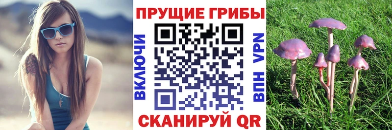 ОМГ ОМГ как зайти  Глазов  Галлюциногенные грибы Cubensis  хочу наркоту 